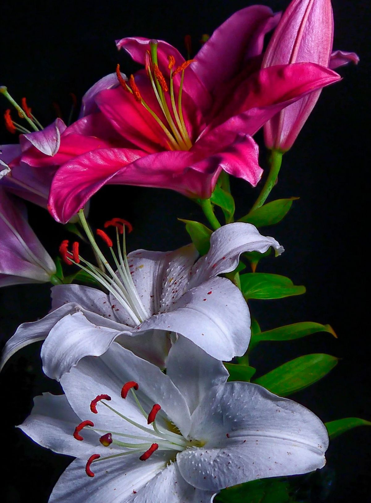 Featured image forRita Dibert Studio