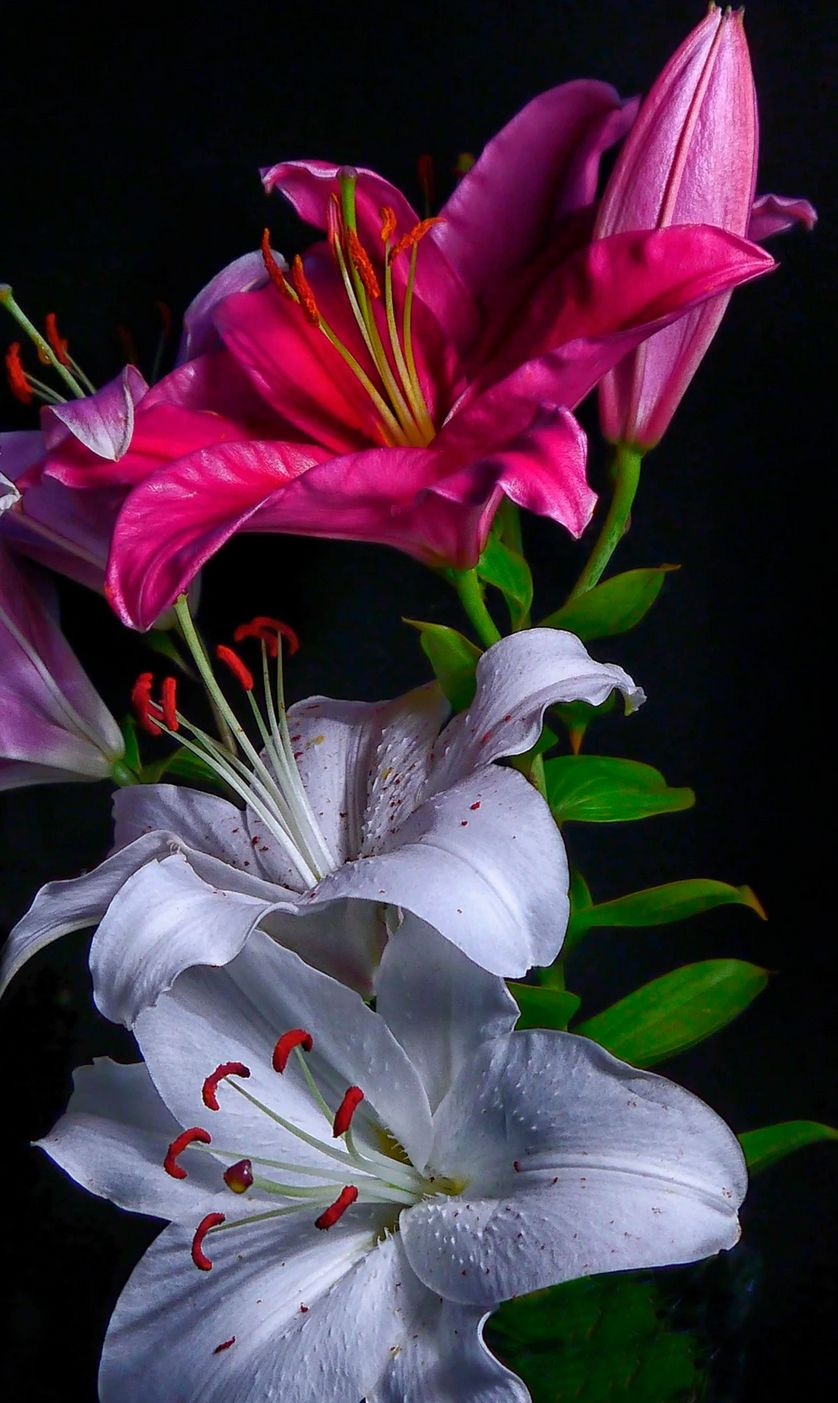 Featured image forRita Dibert